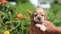 Princess, a female Cocker Spaniel for sale in Altona, IL – 2 of 7