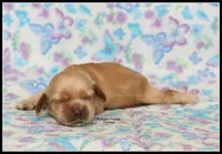 Princess, a female Cocker Spaniel for sale in Altona, IL – 2 of 9