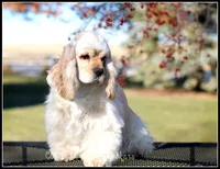 Princess, a female Cocker Spaniel for sale in Altona, IL – 7 of 9