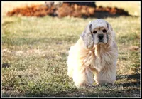 Princess, a female Cocker Spaniel for sale in Altona, IL – 6 of 9