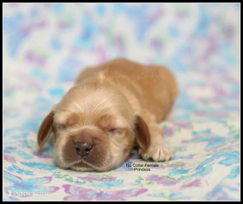 Princess – Cocker Spaniel puppy for sale in Altona, IL