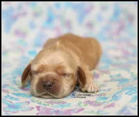 Princess, a female Cocker Spaniel for sale in Altona, IL – 1 of 9