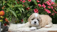 Striker, a male Cocker Spaniel for sale in Altona, IL – 5 of 8