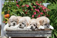 Thunder, a male Cocker Spaniel for sale in Altona, IL – 4 of 6