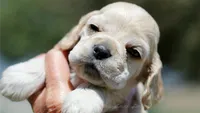 Thunder, a male Cocker Spaniel for sale in Altona, IL – 3 of 6