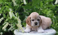 May, a female Cocker Spaniel for sale in Altona, IL – 3 of 5