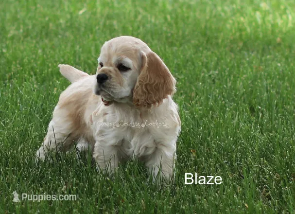 Blaze – Cocker Spaniel puppy for sale in Altona, IL