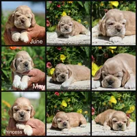 Princess, a female Cocker Spaniel for sale in Altona, IL – 5 of 7