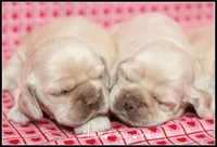 processed/667b5744-0341-4816-a8cd-e384c3fd8c55/listing/479b0e3f-3f41-41b6-a13f-a2764f9a0869/8a4941be-e717-4b7f-a94c-d1ec4a68a031