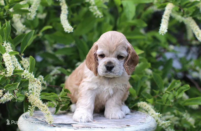June  – Cocker Spaniel puppy for sale in Altona, IL