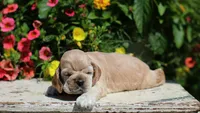 May, a female Cocker Spaniel for sale in Altona, IL – 3 of 5