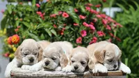 Blaze, a male Cocker Spaniel for sale in Altona, IL – 5 of 7
