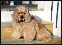 Ginny X Bing0 4-14-26, a  Cocker Spaniel for sale in Altona, IL – Photo 4 of 9