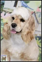 Ginny X Bing0 4-14-26, a  Cocker Spaniel for sale in Altona, IL – Photo 7 of 9