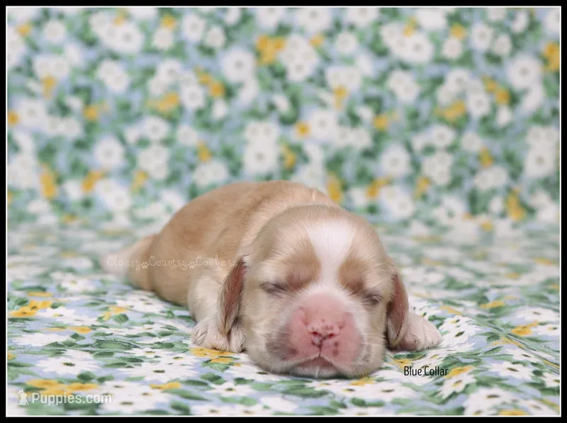 Striker Blue Collar Male – Cocker Spaniel puppy for sale in Altona, IL