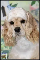 Ginny X Bing0 4-14-26, a  Cocker Spaniel for sale in Altona, IL – Photo 9 of 9