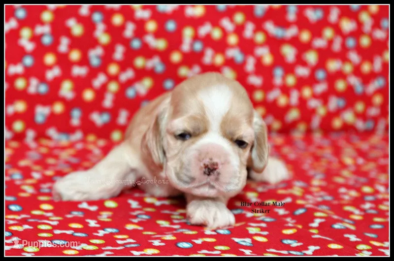 Striker Blue Collar Male – Cocker Spaniel puppy for sale in Altona, IL