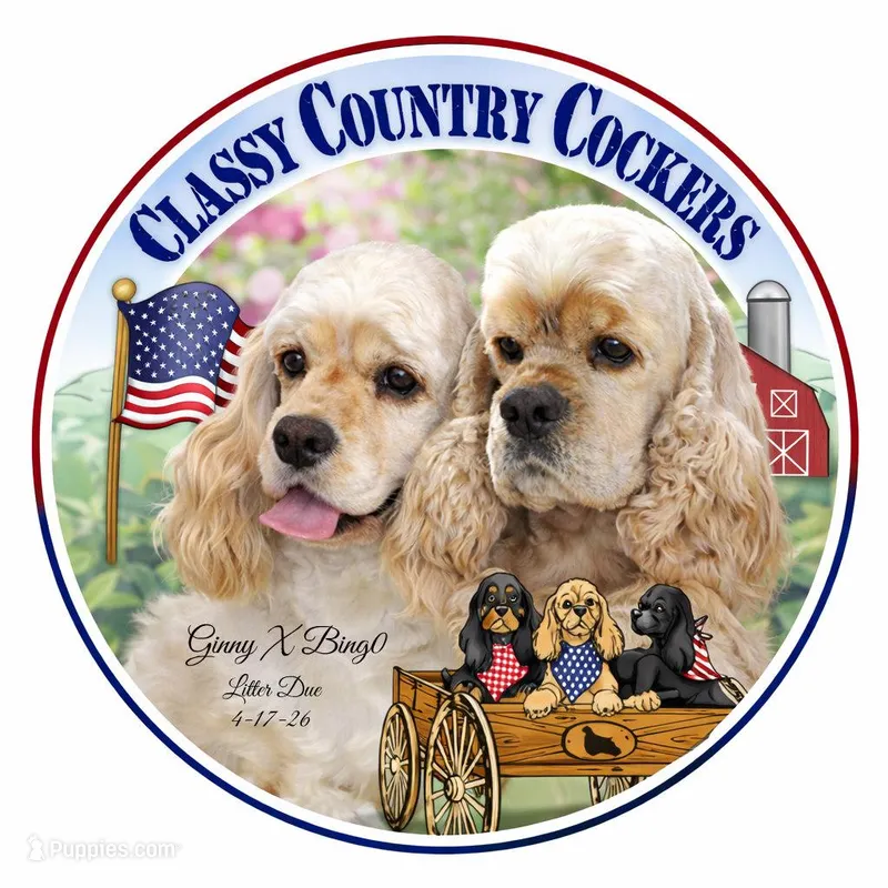 Ginny X Bing0 4-14-26 – Cocker Spaniel puppy for sale in Altona, IL