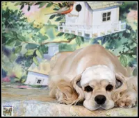 Ginny X Bing0 4-14-26, a  Cocker Spaniel for sale in Altona, IL – Photo 8 of 9