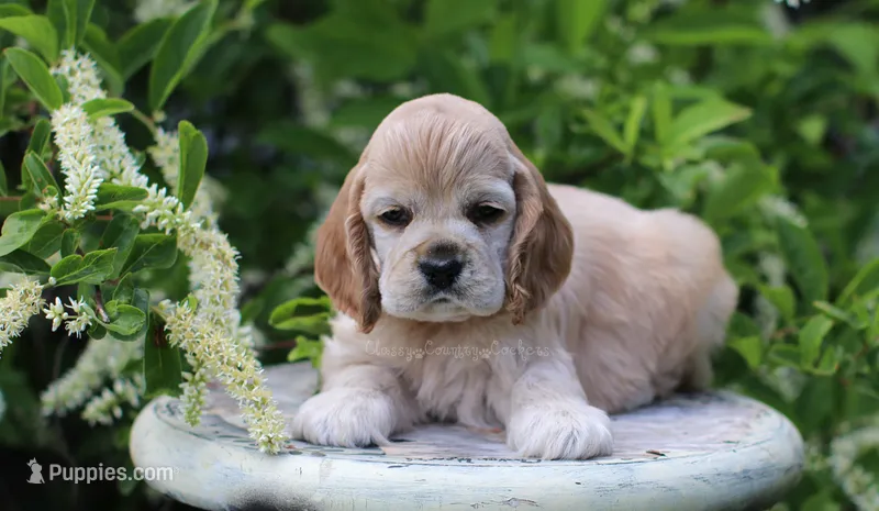 May – Cocker Spaniel puppy for sale in Altona, IL