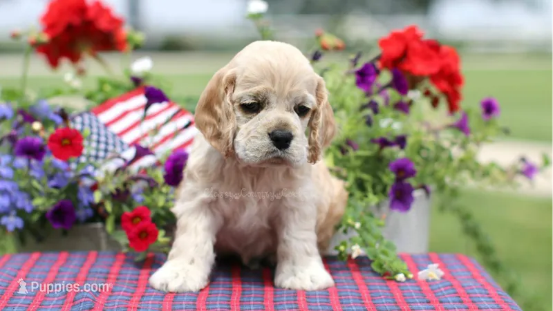 Blaze – Cocker Spaniel puppy for sale in Altona, IL