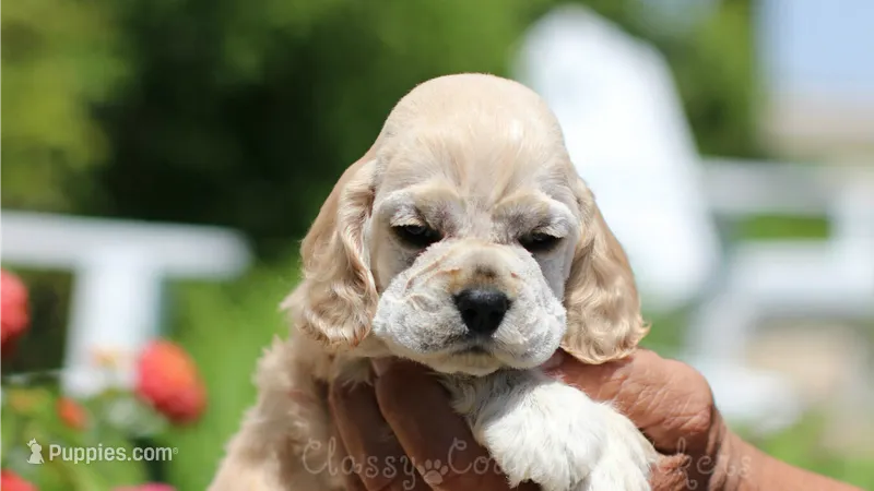 Blaze – Cocker Spaniel puppy for sale in Altona, IL