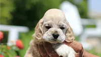 Blaze, a male Cocker Spaniel for sale in Altona, IL – 1 of 7