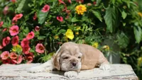 June , a female Cocker Spaniel for sale in Altona, IL – 4 of 6