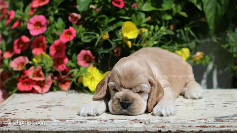 May – Cocker Spaniel puppy for sale in Altona, IL