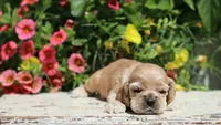 Princess, a female Cocker Spaniel for sale in Altona, IL – 4 of 7