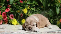 June , a female Cocker Spaniel for sale in Altona, IL – 3 of 6