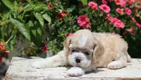 Striker, a male Cocker Spaniel for sale in Altona, IL – 4 of 8