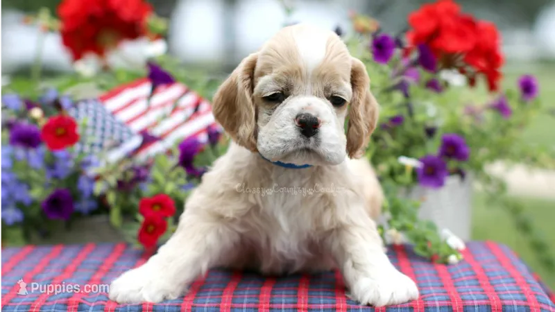 Striker – Cocker Spaniel puppy for sale in Altona, IL