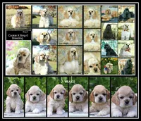 May, a female Cocker Spaniel for sale in Altona, IL – 4 of 5