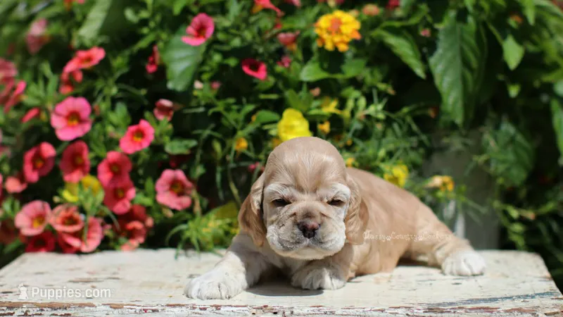 June  – Cocker Spaniel puppy for sale in Altona, IL