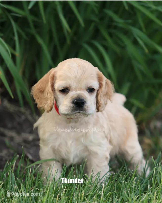 Thunder – Cocker Spaniel puppy for sale in Altona, IL