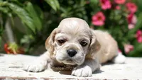 Thunder, a male Cocker Spaniel for sale in Altona, IL – 2 of 6