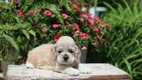 Blaze, a male Cocker Spaniel for sale in Altona, IL – 3 of 7
