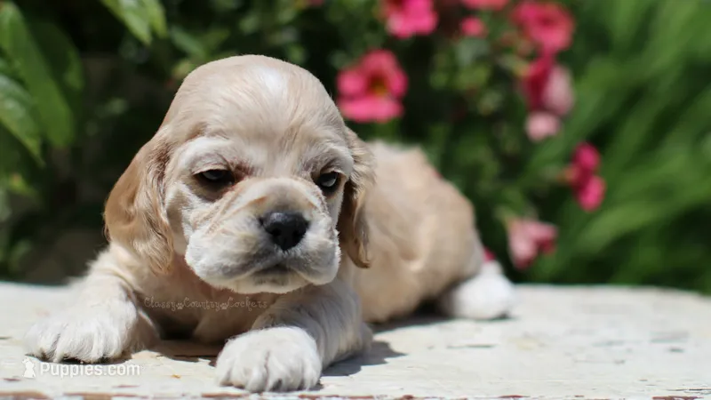 Thunder – Cocker Spaniel puppy for sale in Altona, IL