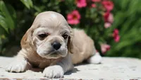 Thunder, a male Cocker Spaniel for sale in Altona, IL – 1 of 6