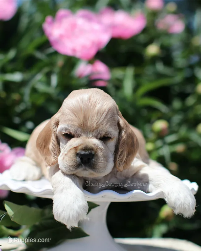 May – Cocker Spaniel puppy for sale in Altona, IL