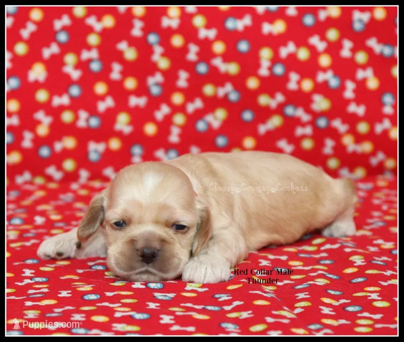Thunder Red Collar  – Cocker Spaniel puppy for sale in Altona, IL