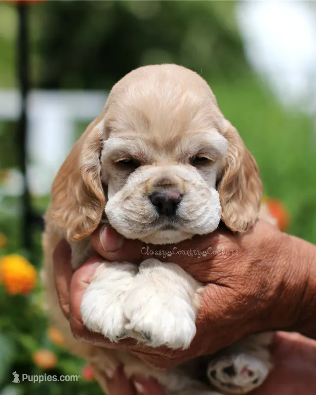 June  – Cocker Spaniel puppy for sale in Altona, IL