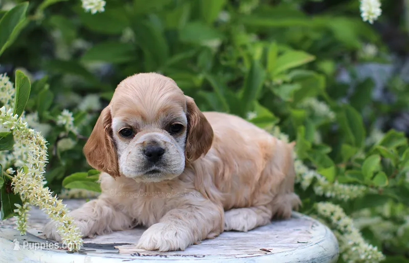 Princess – Cocker Spaniel puppy for sale in Altona, IL