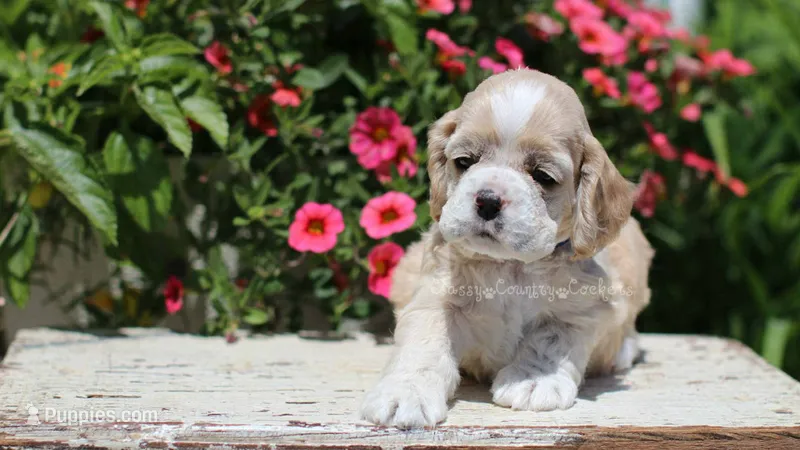 Striker – Cocker Spaniel puppy for sale in Altona, IL