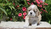 Striker, a male Cocker Spaniel for sale in Altona, IL – 1 of 8