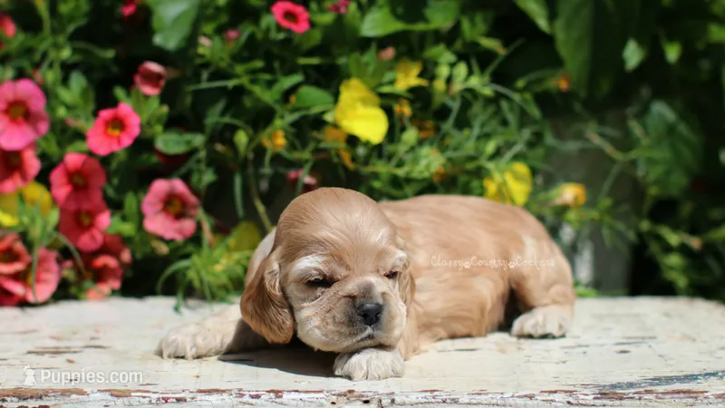 Princess – Cocker Spaniel puppy for sale in Altona, IL