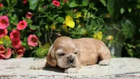 Princess, a female Cocker Spaniel for sale in Altona, IL – 1 of 7