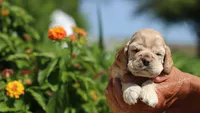 June , a female Cocker Spaniel for sale in Altona, IL – 2 of 6