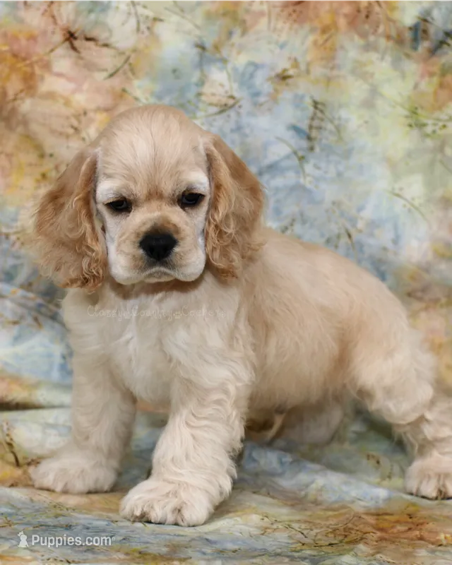 Thunder – Cocker Spaniel puppy for sale in Altona, IL